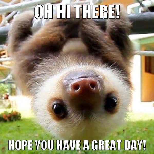 коста рика ленивцы