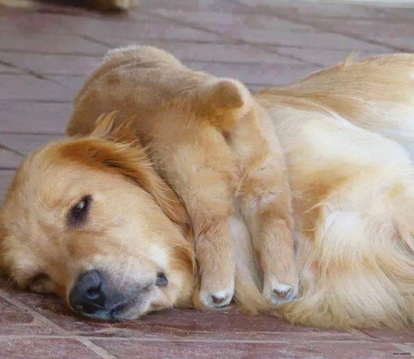 лабрадор ретривер рыжий