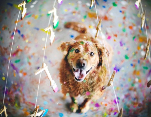 счастливый пес