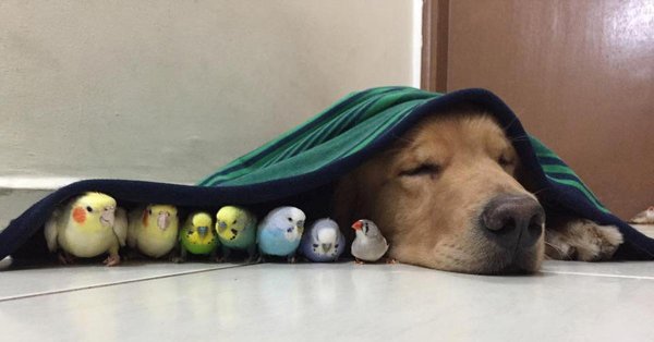 домашние питомцы