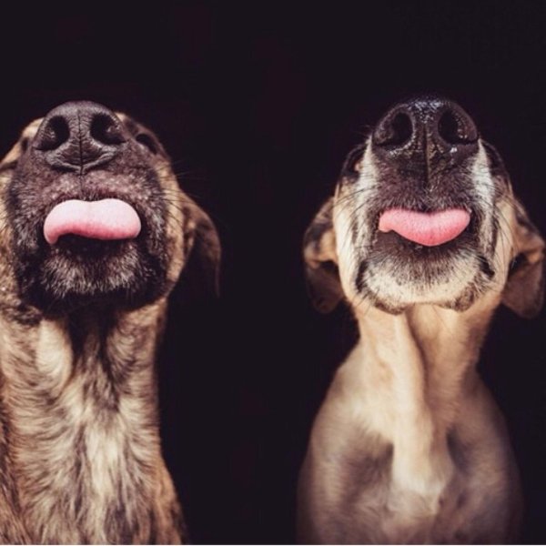 собачий нос