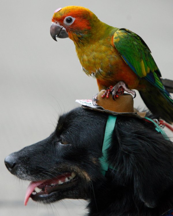 parrot and dog