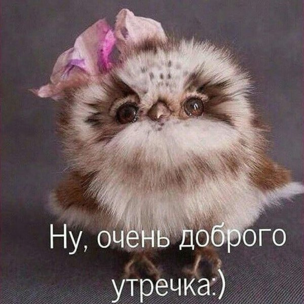 доброе утро с животными прикольные