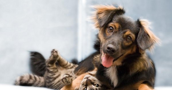 всемирный день домашних животных