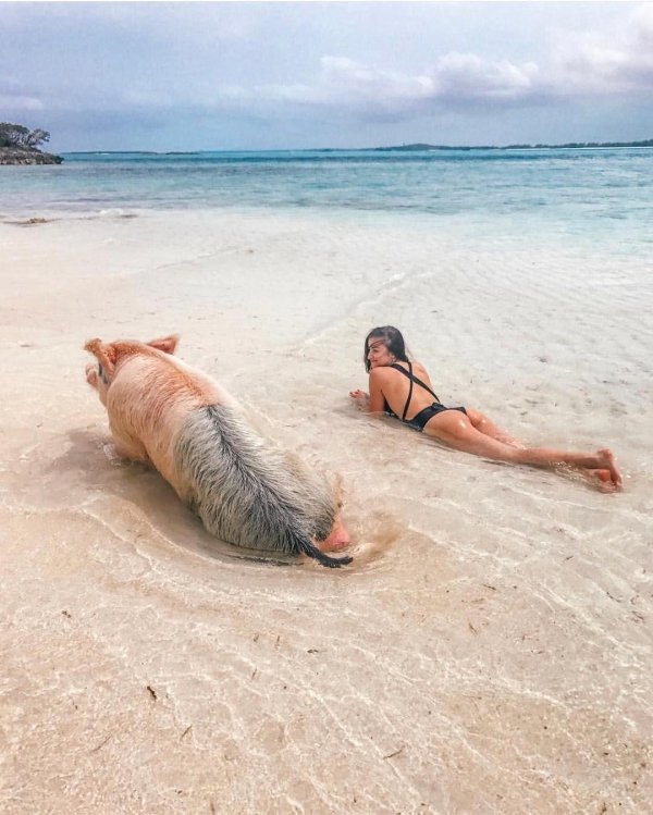 остров пиг бич багамы