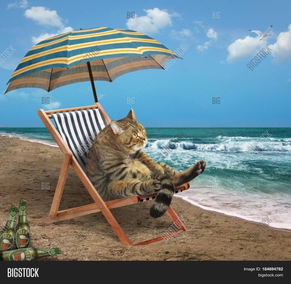 кот на шезлонге