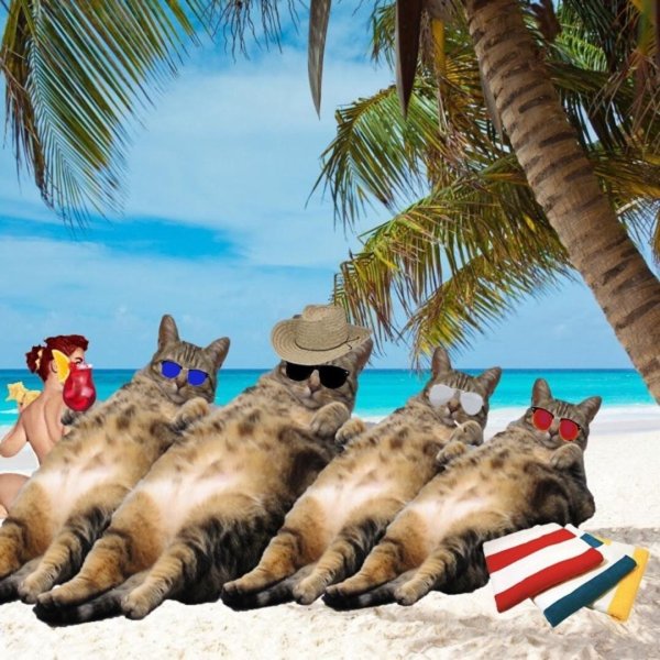 котик отдыхает