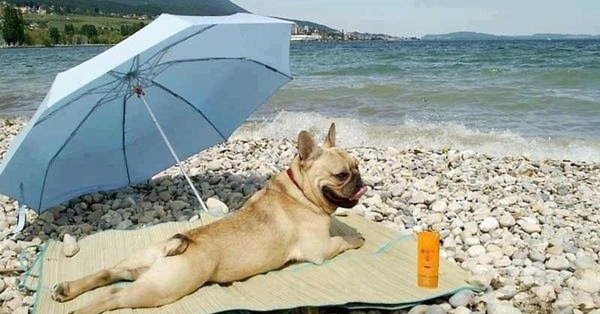 собака отдыхает