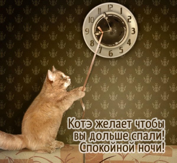 прикольное спокойной ночи
