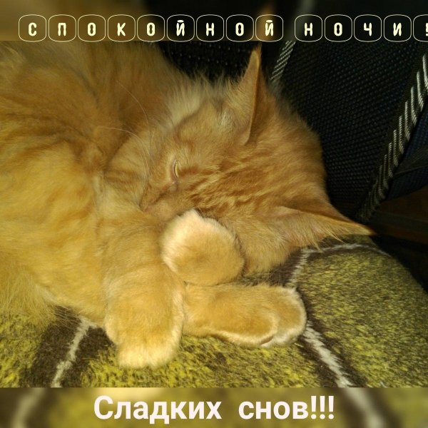 доброй ночи с животными и надписями