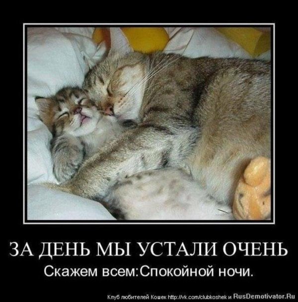 спящий котенок