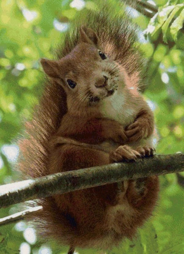 прикольные белки