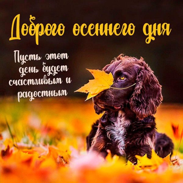 доброе утро осеннее с животными