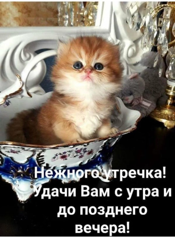 доброе утро хорошего дня с котиками