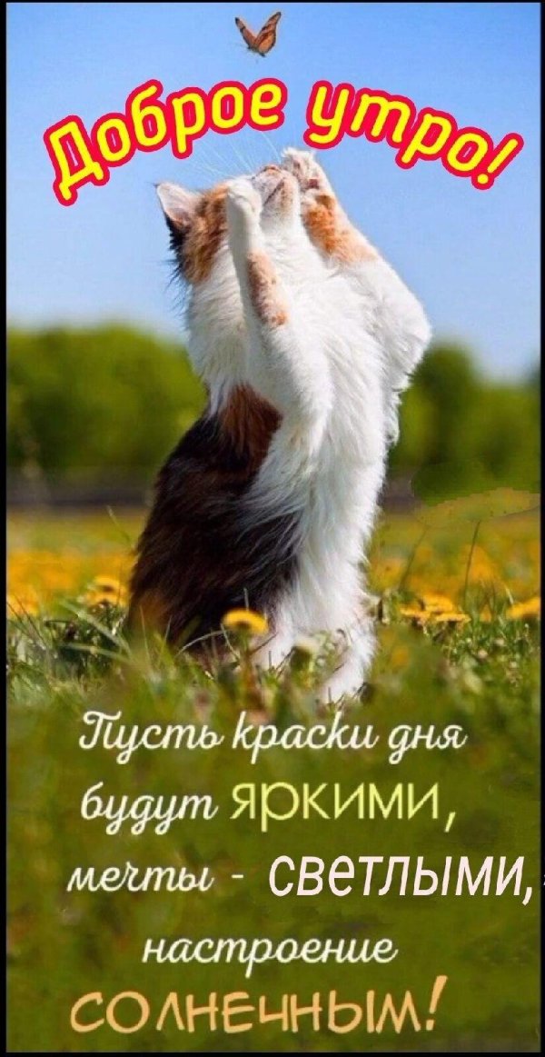 С животными с надписями хорошего дня