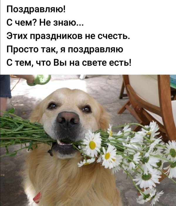 ретривер золотистый