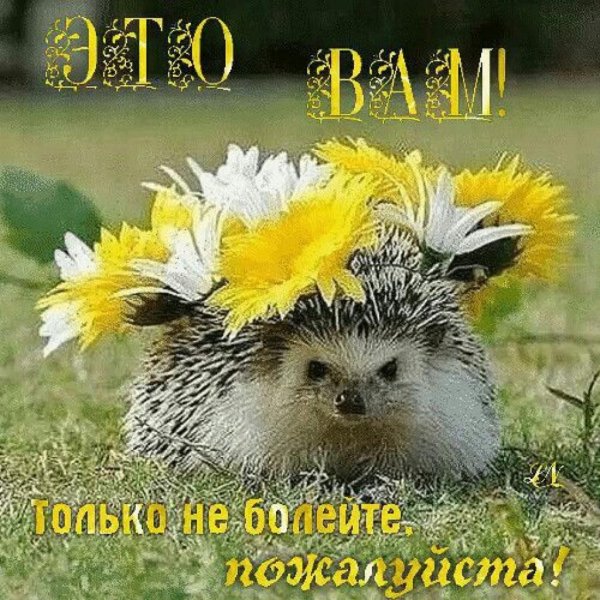 ёжик марутаро