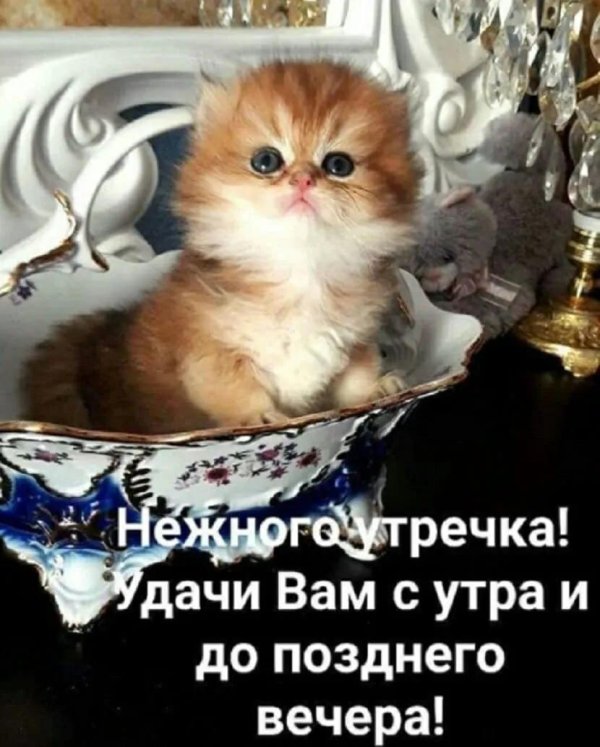котенок доброе утро