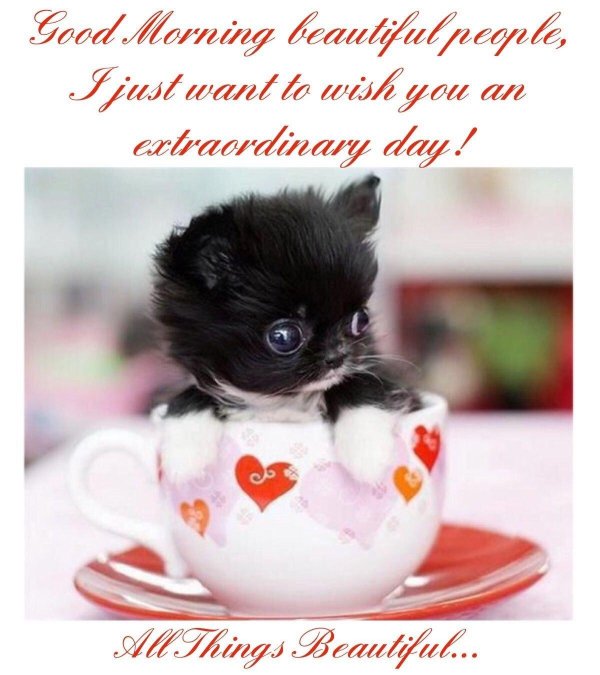 чихуахуа teacup