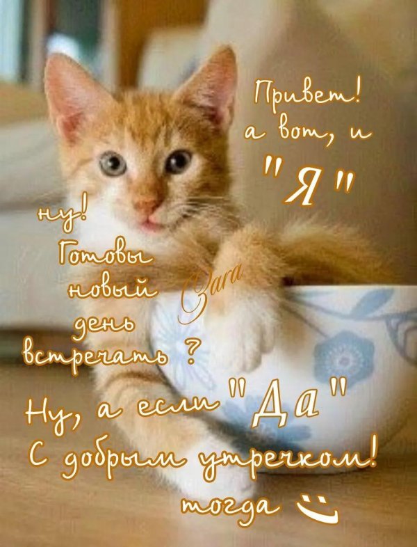 котенок рыжий