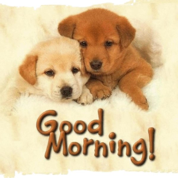 красивые щенки