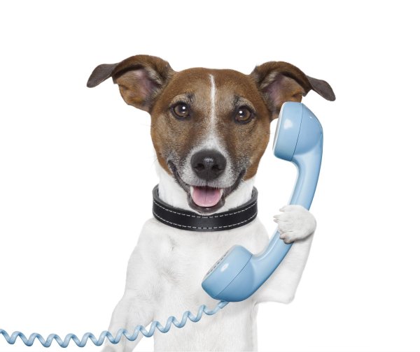 ветеринар на дом