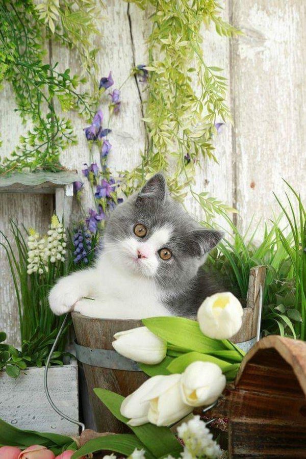 британская кошка голубой биколор