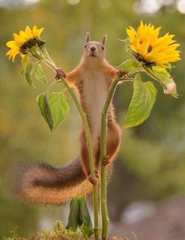 лето животные