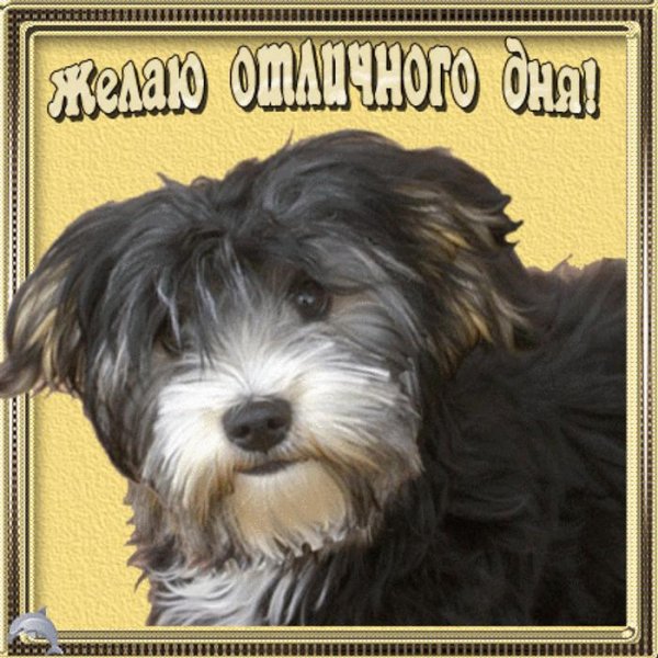 цвергшнауцер лохматый