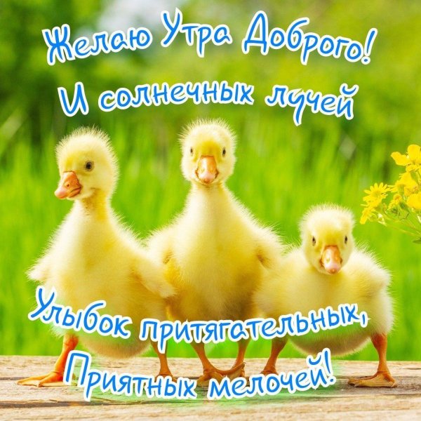 маленькие утята