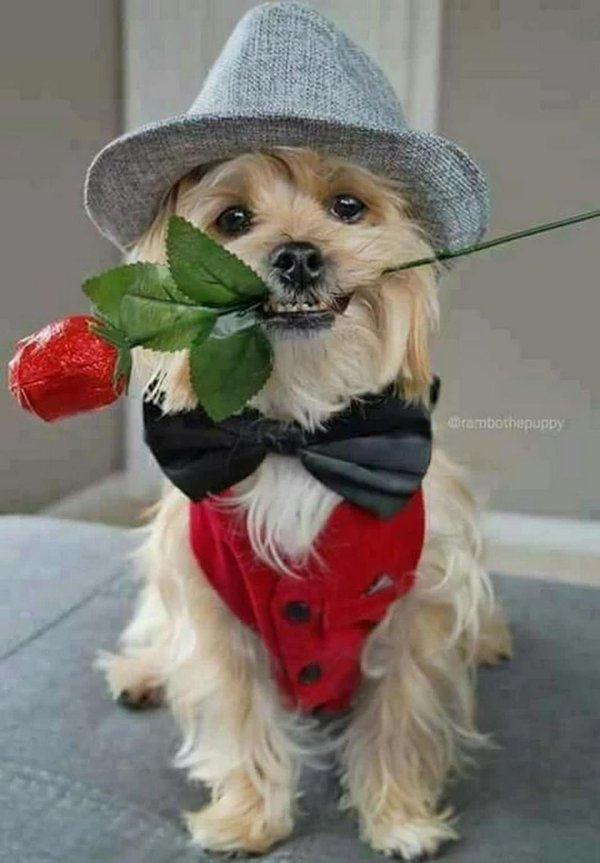 красивые собачки