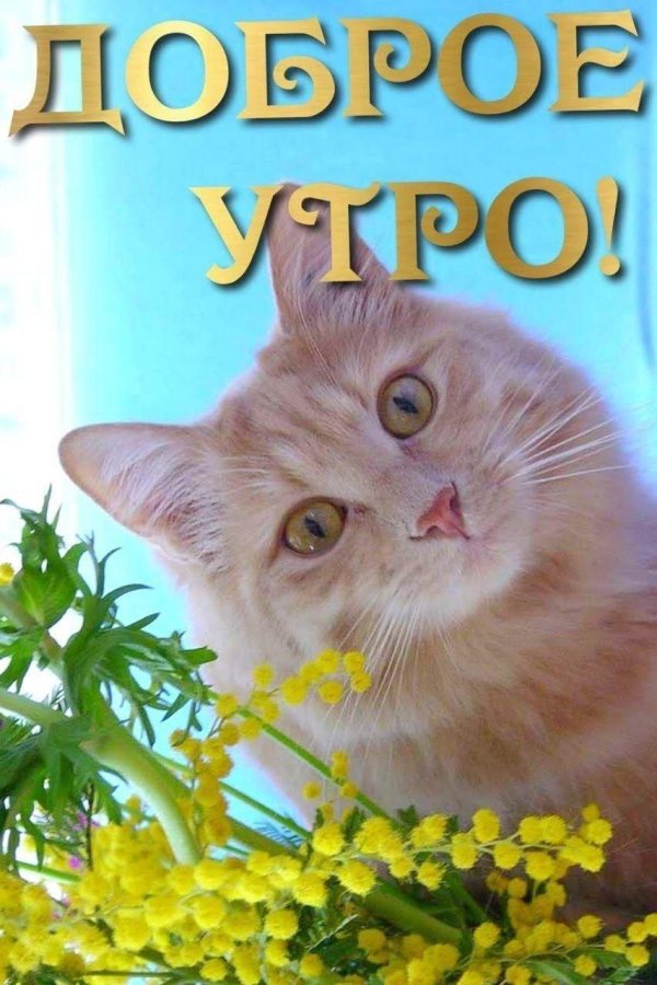 с добрым утром с котиками