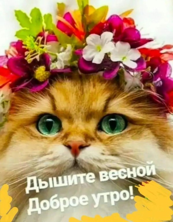 праздничный котик
