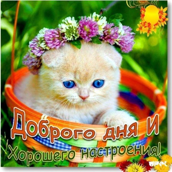 милые котенок