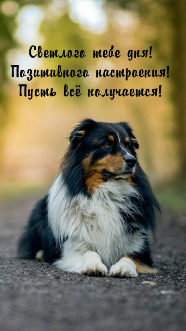 шотландская овчарка шелти