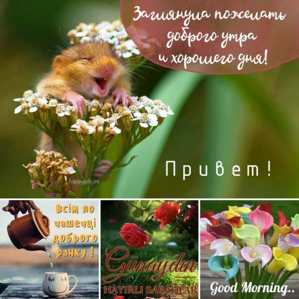 животные доброе утро