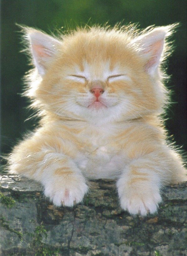 рыжие котята