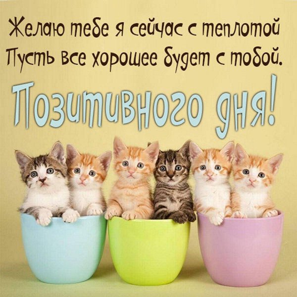 милые котенок