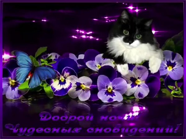 с добрым вечером и спокойной ночи