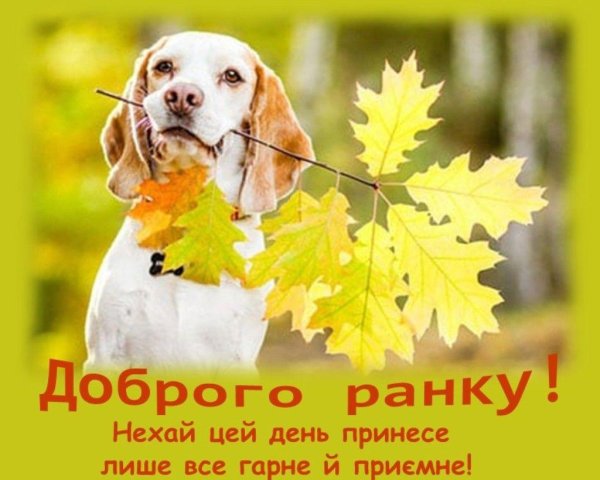 собака осень