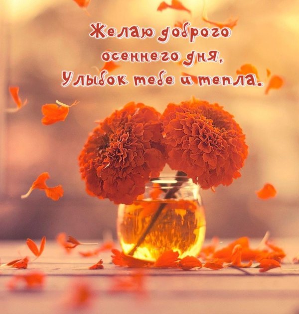 оранжевые цветы