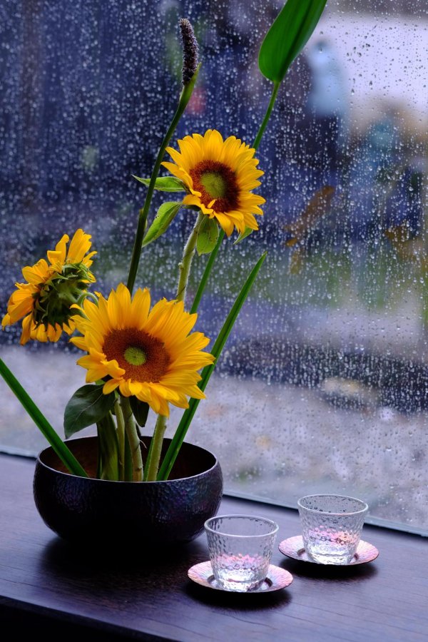 подсолнухи в дождь