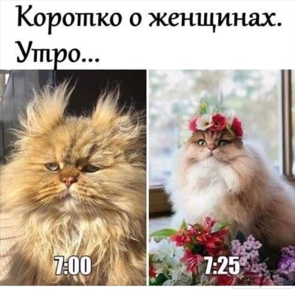 персидская кошка