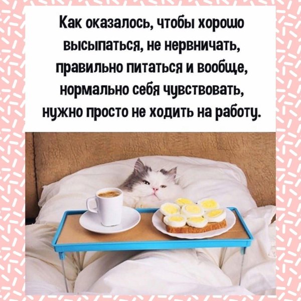 утренние коты
