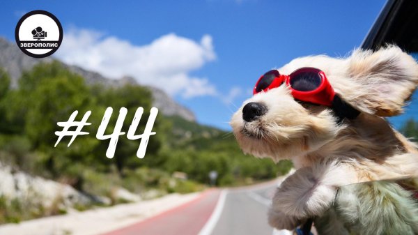 крутые животные