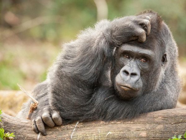 человекообразные обезьяны гориллы