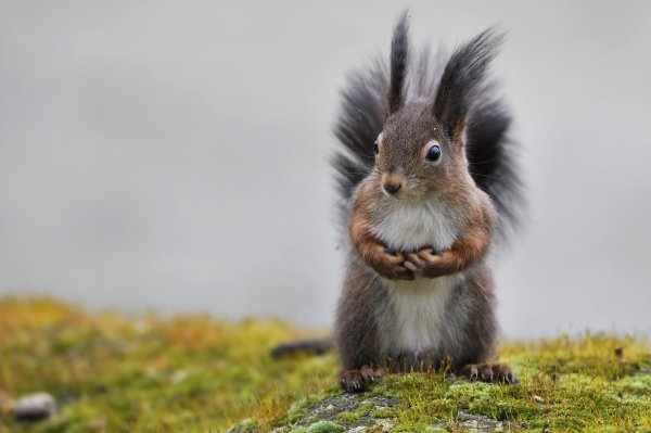 белка пушистая