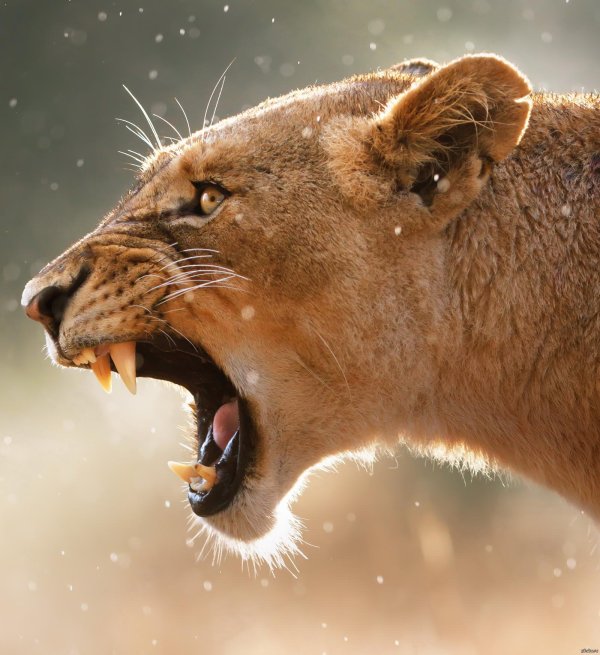 оскал львицы