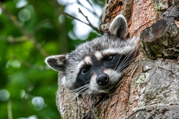 полоскун енот