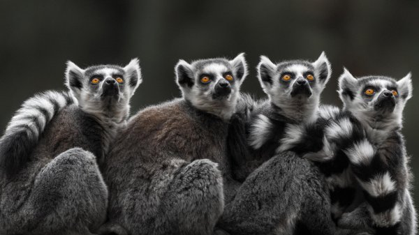 мадагаскар остров лемуры